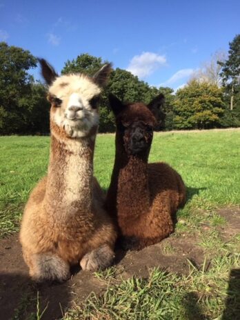 Walking with Alpacas, Norfolk