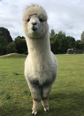 Walking with Alpacas