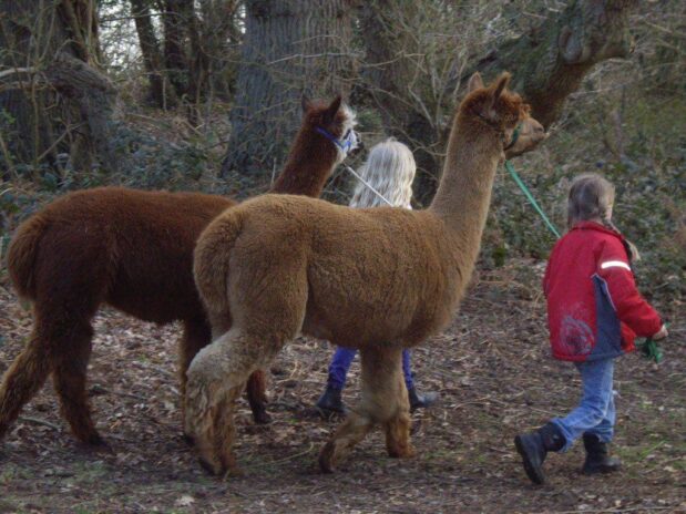 Walking with Alpacas