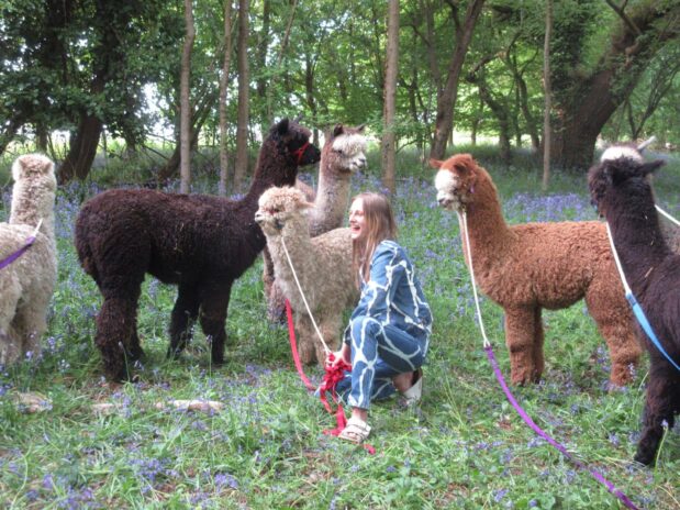 Walking with Alpacas