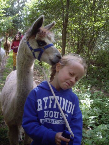 Walking with Alpacas