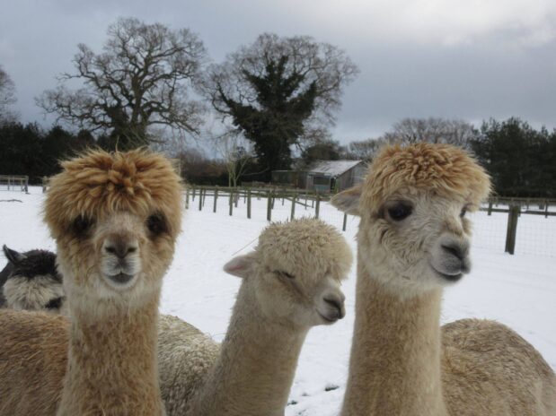 Walking with Alpacas