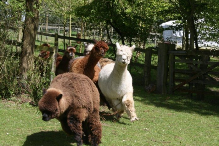 Walking with Alpacas, Norfolk