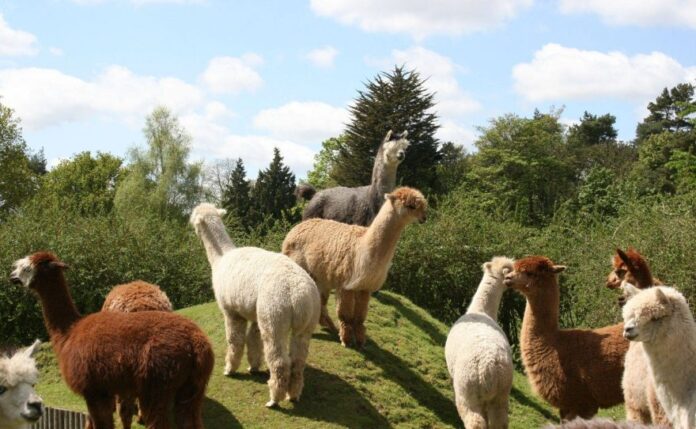Walking with Alpacas, Norfolk