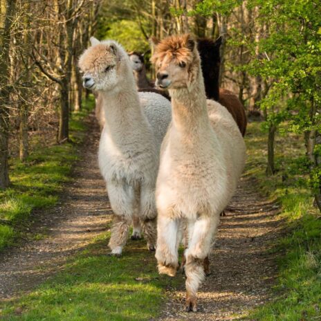 Walking with Alpacas