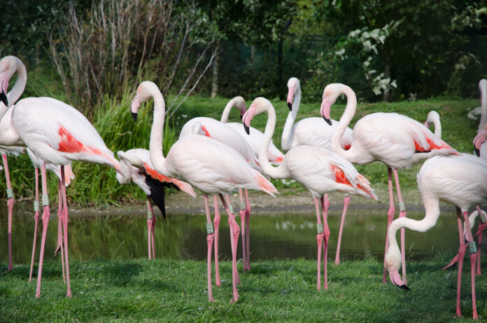 Flamingos at Pensthorpe Natural Park, Norfolk