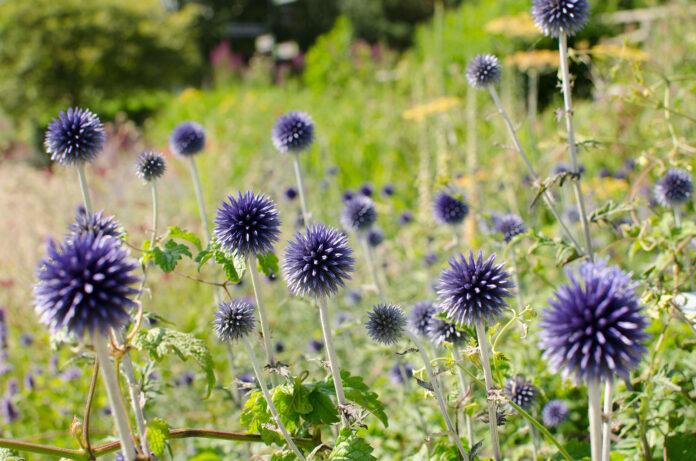 Pensthorpe Natural Park, Norfolk