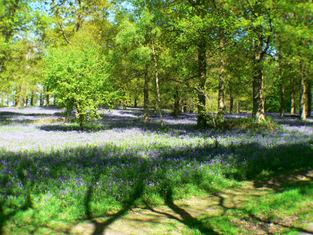 Blickling Estate bluebells