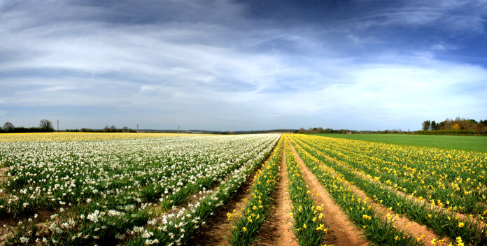 Daffodil fields at Rookery Farm, north Norfolk