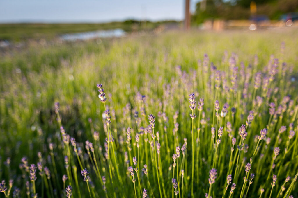 Lavender at Creek Cottage, Salthouse, north Norfolk