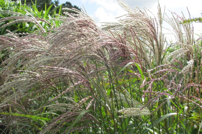 West Acre Gardens, Norfolk