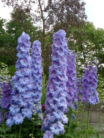 West Acre Gardens, Norfolk