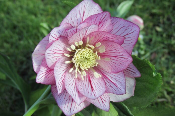 West Acre Gardens, Norfolk