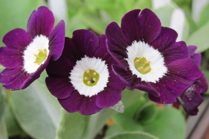 West Acre Gardens, Norfolk