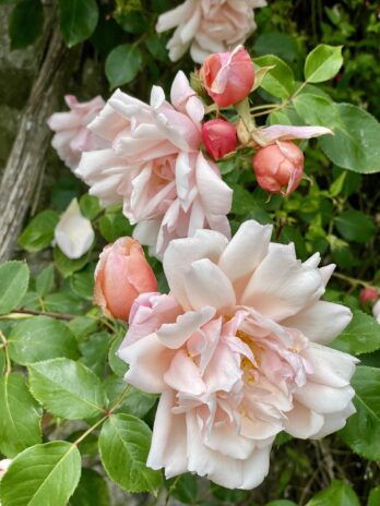 Hindringham Hall & Gardens