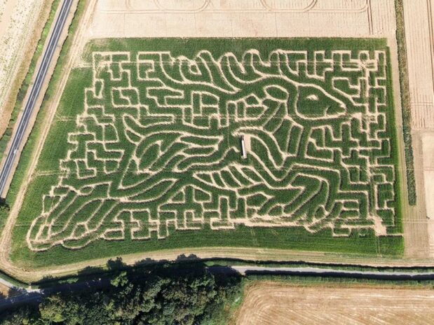 Barsham Maize Maze
