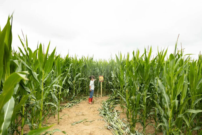 Barsham Maize Maze
